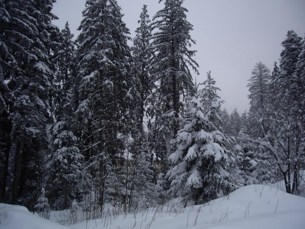Villa Ibar Borovets Eksteriør bilde